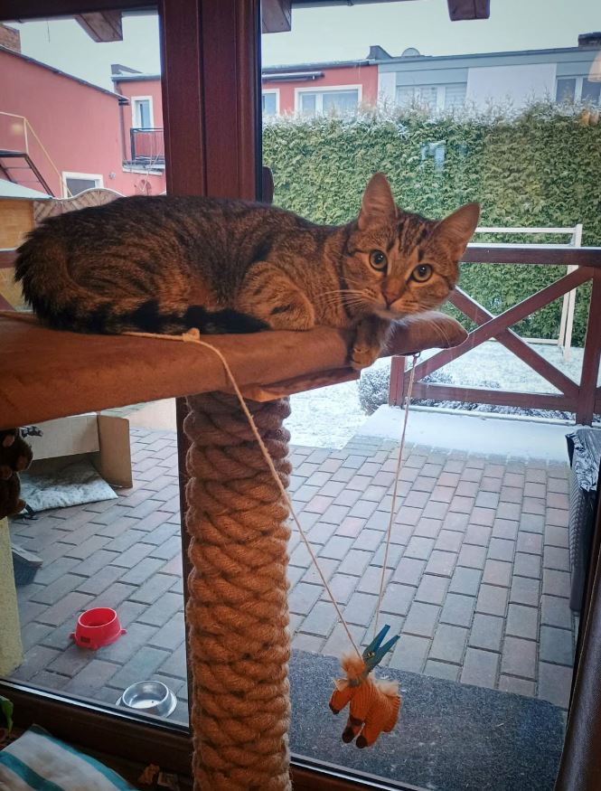 Dlaczego kot drapie kanapę i jak drapak może uratować meble